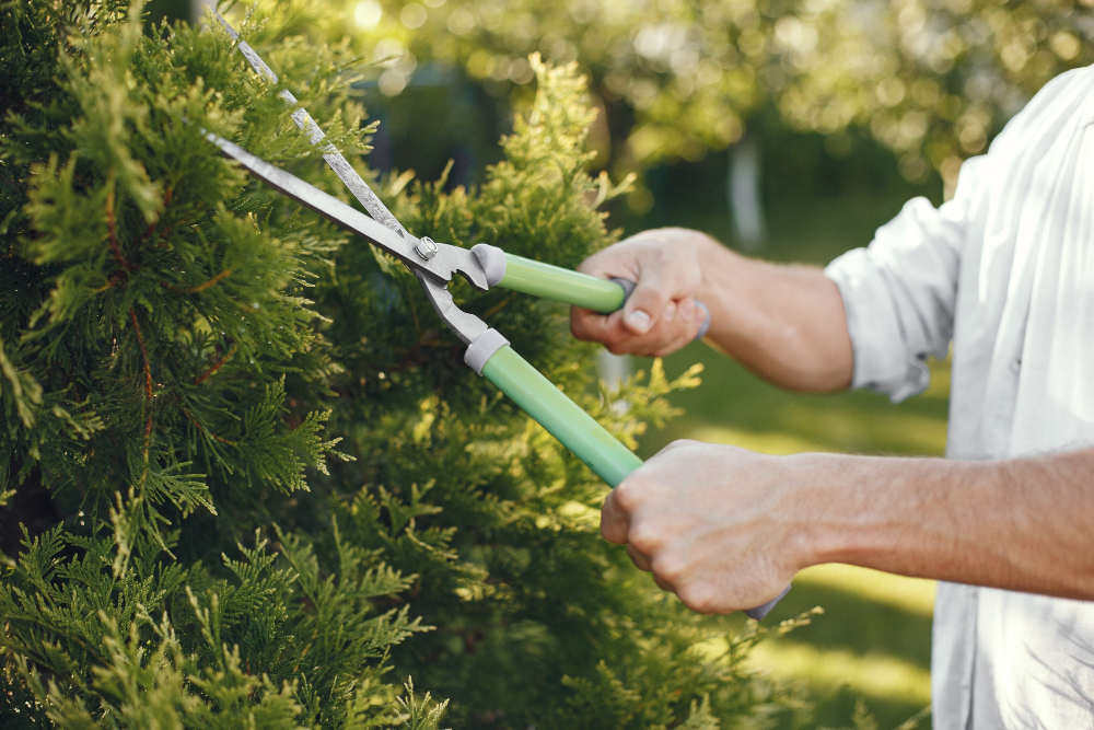 Entretiens espaces verts Entretiens espaces verts